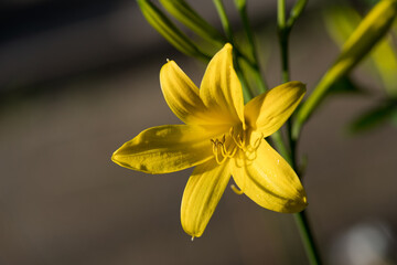 gelbe lilie  © Elinswelt