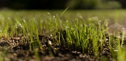 frisches Gras