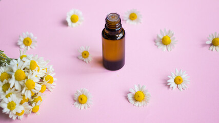Chamomile essential aroma oil bottle with fresh chamomile flowers on pink background. Daisy flowers, close up. Spa,organic cosmetics concept.Aromatherapy and herbal medicine ingredients.