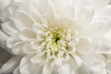 Poster flower white chrysanthemum close-up beautiful petals © Alexey Cherenkov