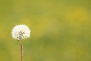 blooming dandelion in the left corner with a green background and a place for text, Taraxacum officinale. 