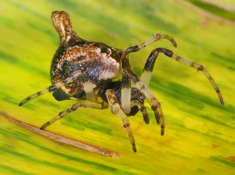 Orb-weaver spider, Cyclosa sierrae (Araneae: Araneidae)