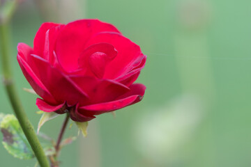rote Rose