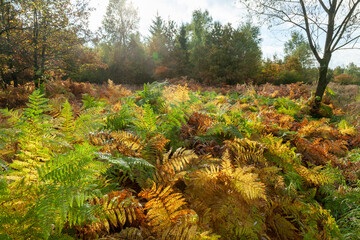 Der Farn wechselt im Herbst seine Farbe