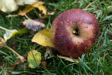 Apfel auf einer Wiese
