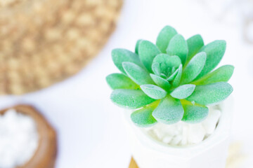 Beautiful Mini Cactus Succulents flat lay nature artistic vintage in a white concrete hexagonal pot and white stones and on a blurry artistic natural bright white background