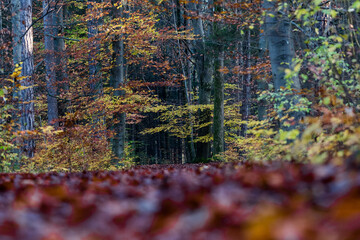 Herbststimmung im Wald
