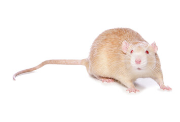 Albino rat cutout