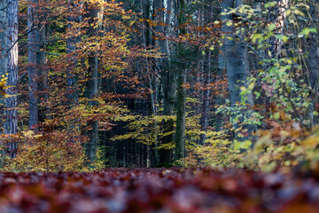 Herbststimmung im Wald
