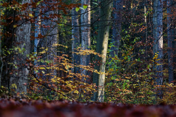 Herbststimmung im Wald
