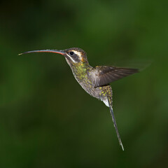 White-whiskered Hermit 