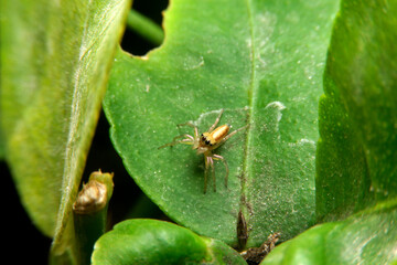 close-up Jumping spider eyes big glasses on leaf