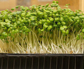 Organic micrograms of mustard sprouts close up. Germination of seeds at home. Vegan and healthy...