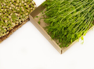 Sliced ​​microgreens pea sprouts in an eco box and rooting of microgreens peas. Vegan and healthy eating concept. Growing sprouts.