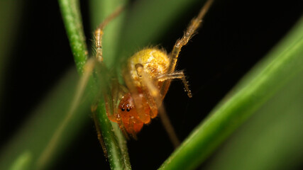 close-up little orange spider on leaf
