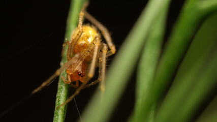close-up little orange spider on leaf