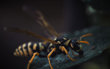 A hornet with spread wings sits on a sheet of plantain. Insect wasp close-up on a green background. 