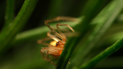 close-up little orange spider on leaf
