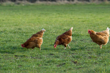 Brown chicken coop on a farm, with three brown chickens hens