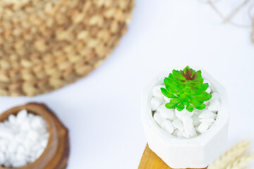 Beautiful Mini Cactus Succulents flat lay nature artistic vintage in a white concrete hexagonal pot and white stones and on a blurry artistic natural bright white background