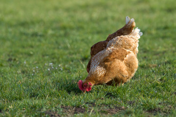 Brown chickens on a farm