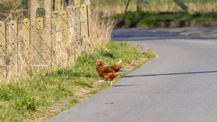 Brown chickens on a farm