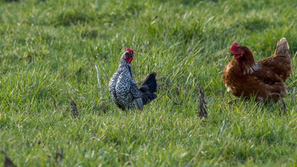 Brown chickens on a farm with a sebright looking chicken with beautiful plumage