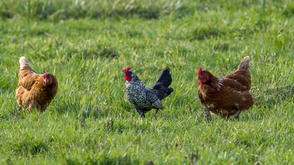 Brown chickens on a farm with a sebright looking chicken with beautiful plumage