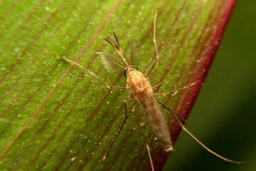 close-up male mosquito on green leaf, night time