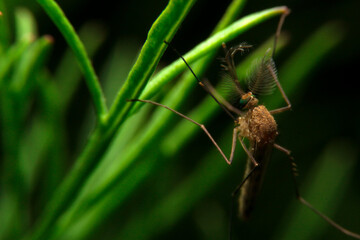 close-up male mosquito on green leaf, night time