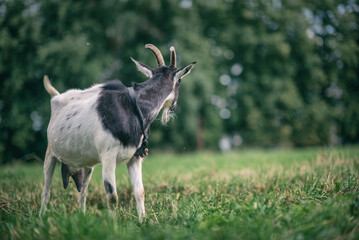 Portrait of a domestic goat lying in a field on the grass.
