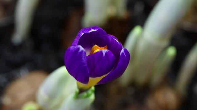 Timelapse of blooming Purple Flower. Beautiful opening up. Timelapse of growing blossom big flower