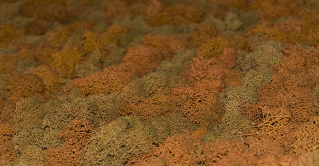 Taupe artificial moss for the backdrop. Branched structure. Color - Hot Curry, McKenzie. Perspective view. Selective focus.