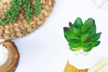 Beautiful Mini Cactus Succulents flat lay nature artistic vintage in a white concrete hexagonal pot...