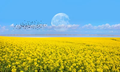 Poster Gele mosterdveldlandschapsindustrie van landbouw met volle maan - Duitsland &quot Elementen van deze afbeelding geleverd door NASA&quot  © muratart