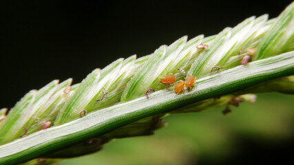 close-up aphids small insect