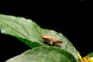 close-up philaenus spumarius, meadow froghopper, meadow spittlebug