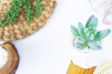 Beautiful Mini Cactus Succulents flat lay nature artistic vintage in a white concrete hexagonal pot...