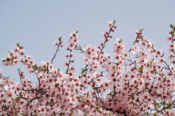 Almond tree blossoms