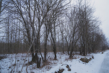 winter landscape with trees