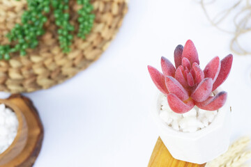 Beautiful Mini Cactus Succulents flat lay nature artistic vintage in a white concrete hexagonal pot and white stones and on a blurry artistic natural bright white background