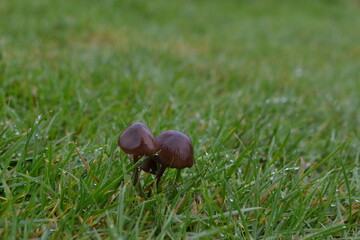 small Slimy Waxcap mushroom in dew covered grass, found in the English wintertime