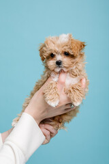 Maltipoo dog. Adorable Maltese and Poodle mix Puppy. Blue background