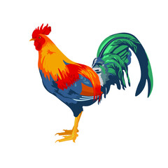  rooster cartoon isolated on white background