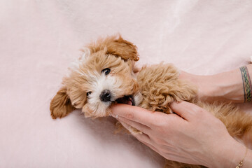 Maltipoo dog. Adorable Maltese and Poodle mix Puppy. Pink background