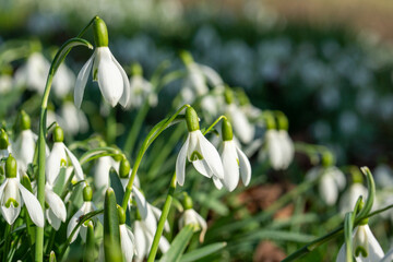 close up of a field of snowdrops