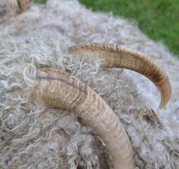 Angora goat flaunts horns on English farm with beautiful mohair wool
