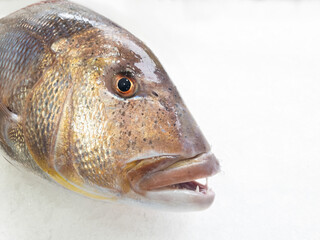 A big dentex in a fish market on ice,close up details. Common dentex (Dentex dentex).