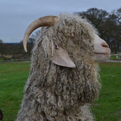 Angora goat flaunts horns on English farm with beautiful mohair wool