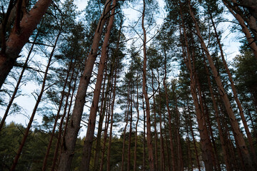 Fototapeta premium trees in the forest
